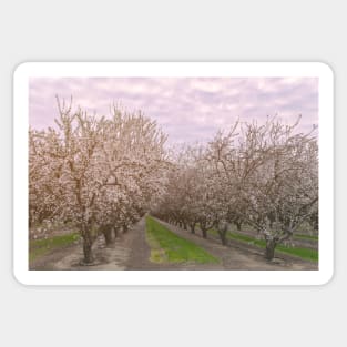 Blooming Almonds Sticker